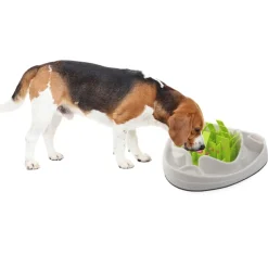 AFP Dog Slow Feeder gaven til hunden