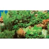 Akvariebaggrund Marin blue / Plant 8 (50 cm høj) 100 cm