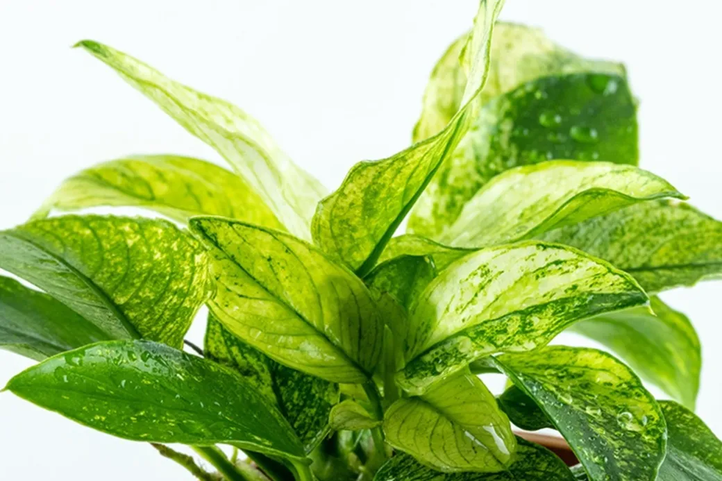 Anubias barteri var. nana Pinto potte