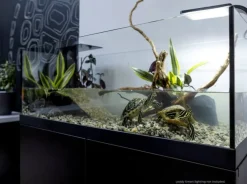 Aqua Terrarium 80x35x30,5 cm til Sumpskildpadder