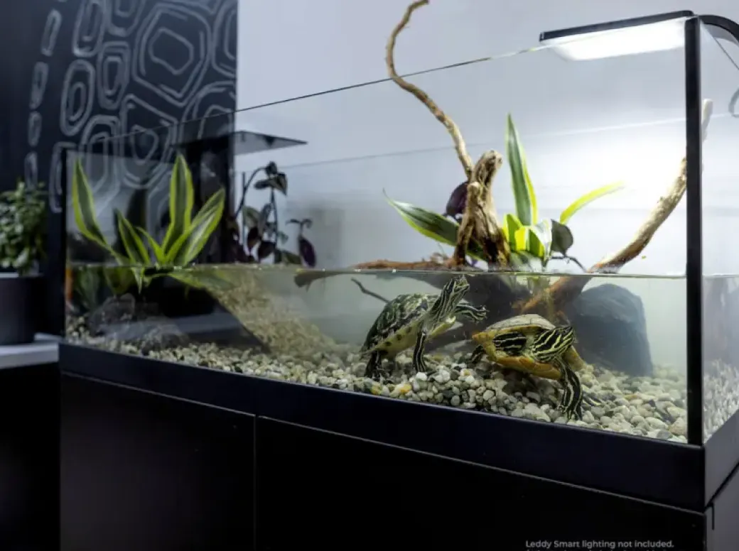 Aqua Terrarium 100x35x40,5 cm til Sumpskildpadder