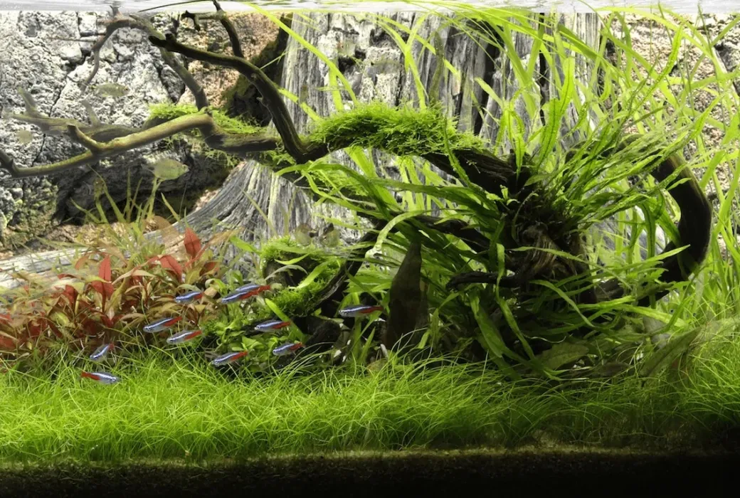 Back to Nature Amazonas 120 cm