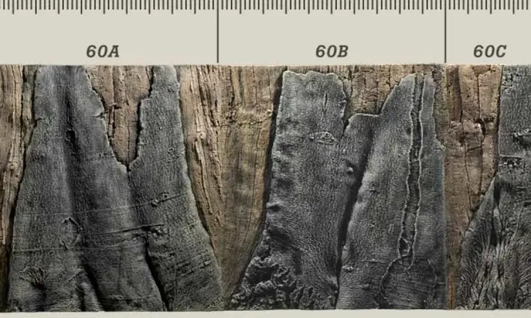Back to Nature Slim-Line 60 A Amazone (50x55 cm)