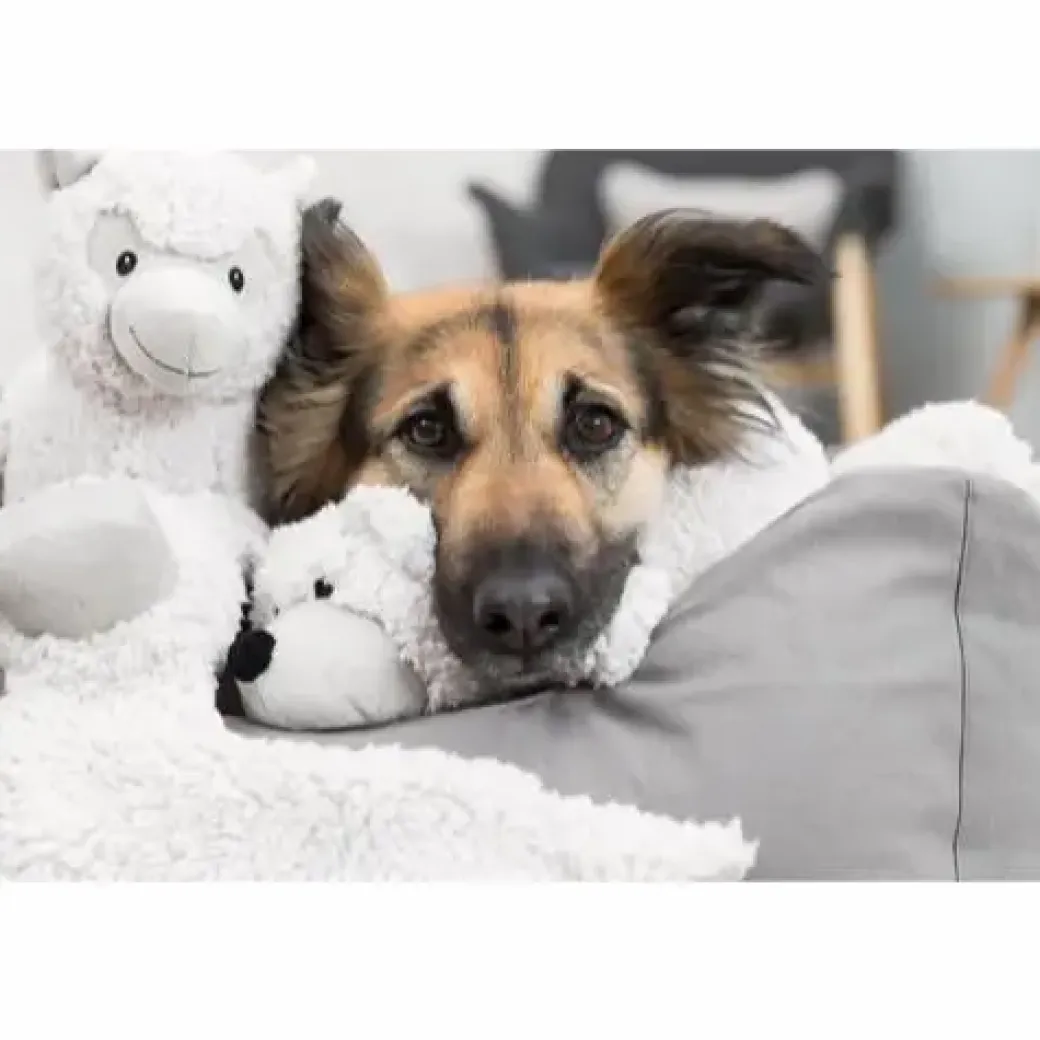 Be Eco Bjørn Elroy - bamse i genbrugsplys til hunde