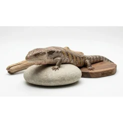blåtunget skink (Tiliqua scincoides) voksen