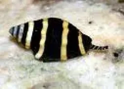 Bumble bee snail (Pusiostoma mendicaria)