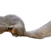 Callosciurus notatus plantain Egern