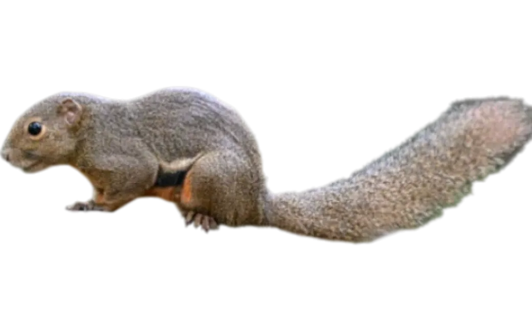 Callosciurus notatus plantain Egern