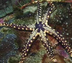 Celerina Heffermani søstjerne