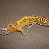 Eublepharis macularius Bell albino Leopardgekko