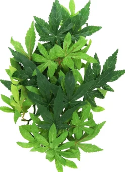 Exo Terra Abutilon lille