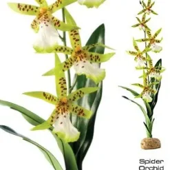 Exo Terra Spider Orkide