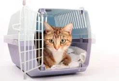 Feliway Classic Spray 60 ml