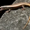 Feriepasning Skink pr påbegyndt uge