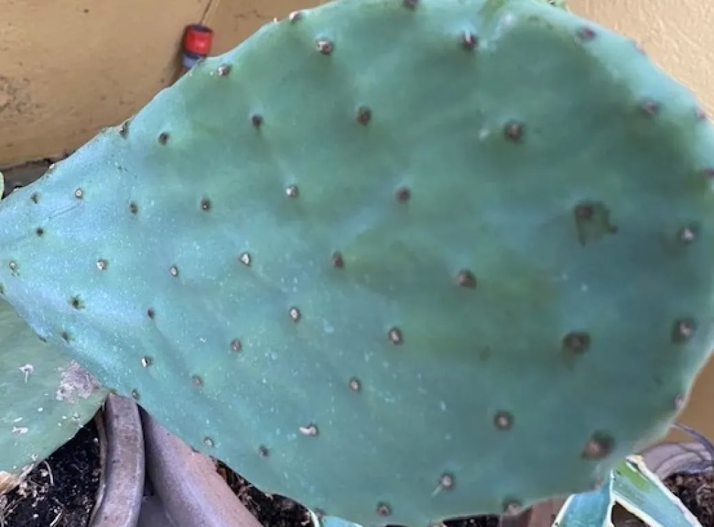 Figenkaktus til landskildpadder (Opuntia ficus indica)