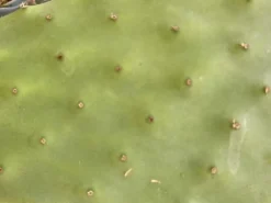 Figenkaktus til landskildpadder (Opuntia ficus indica)