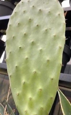 Figenkaktus til landskildpadder (Opuntia ficus indica)