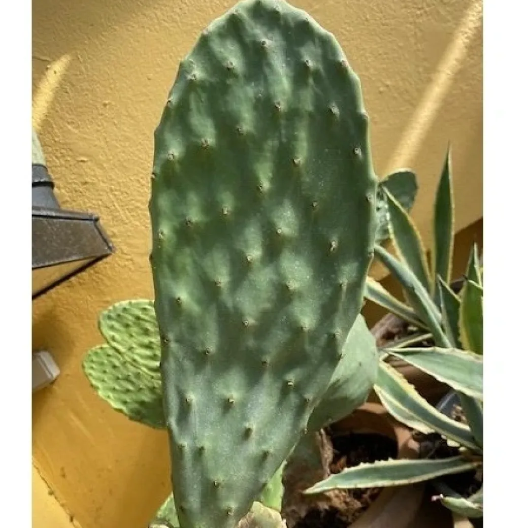 Figenkaktus til landskildpadder (Opuntia ficus indica)