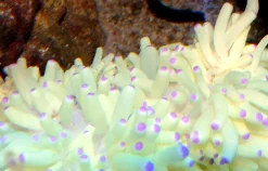 Grøn anemone (Heteractis malu)