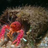 Hawaii Dværghummer (Enoplometopus occidentalis)