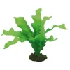 Hobby Echinodrus 20 cm