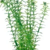 Hobby Lagarosiphon 20 cm