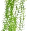 Hobby Lagarosiphon 34 cm