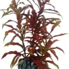 Hobby Nesaea 13 cm