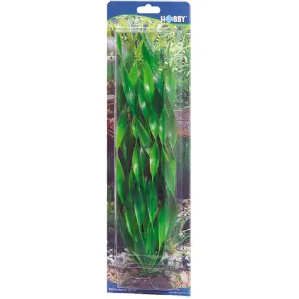 Hobby Vallisneria 34 cm