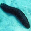 Holothuria atra Søpølse sort