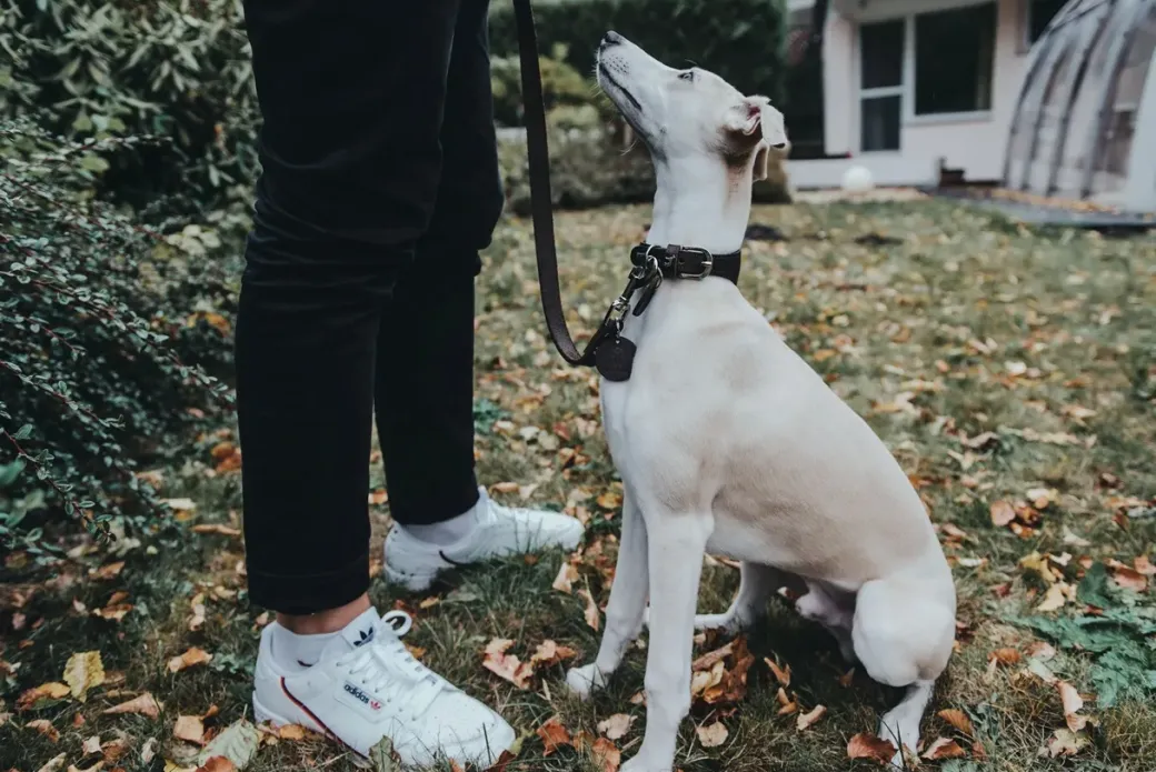 Hunter Aalborg Førerline til Hund Mørkebrun 20/100