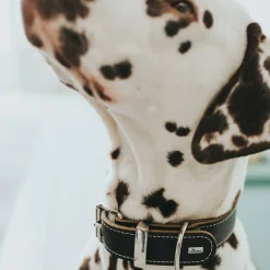 Hunter Aalborg Special Hundehalsbånd Sort 55 - 40-48 cm