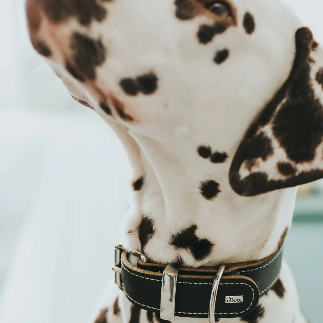 Hunter Aalborg Special Hundehalsbånd Sort 55 - 40-48 cm
