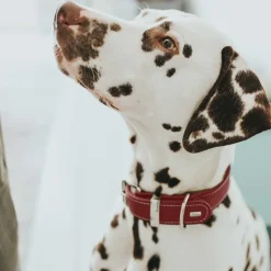 Hunter Aalborg Special Hundehalsbånd Rød 30 - 20-24 cm 2 cm