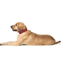 Hunter Aalborg Special Hundehalsbånd Rød 45 - 30-38 cm