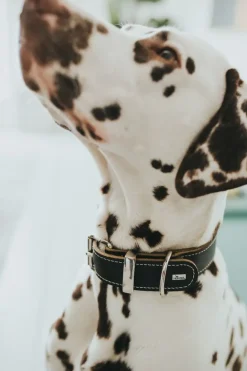 Hunter Aalborg 65 Special Sort hundehalsbånd - 45-47 cm