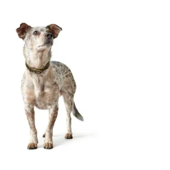 Hunter Aalborg Sport Oliven 60 hundehalsbånd - 45-55 cm