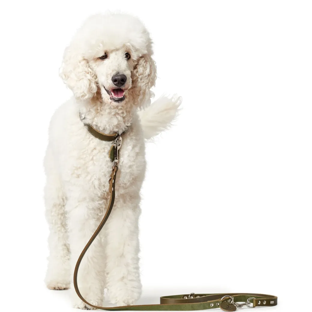 Hunter Aalborg Sport Oliven 60 hundehalsbånd - 45-55 cm