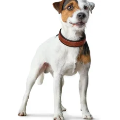Hunter Cody 45 Cognac Mørkebrun hundehalsbånd - 33-39 cm