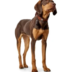 Hunter Cody 50 Cognac Mørkebrun hundehalsbånd - 37-43 cm
