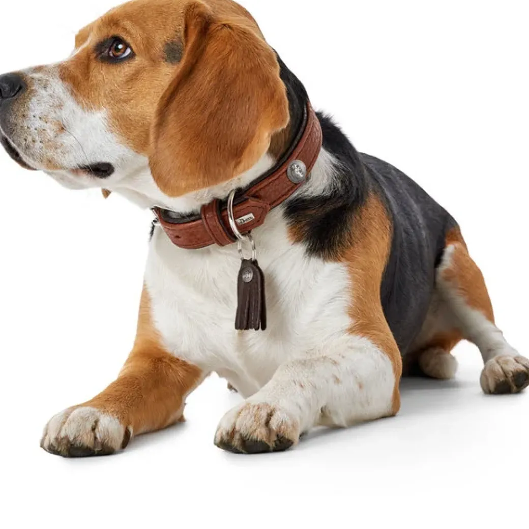 Hunter Cody 50 Cognac Mørkebrun hundehalsbånd - 37-43 cm