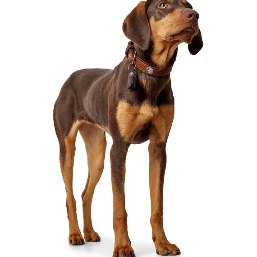 Hunter Cody 60 Cognac Mørkebrun hundehalsbånd - 46-52 cm