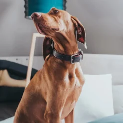 Hunter Cody 45 Mørkebrun Cognac hundehalsbånd - 33-39 cm