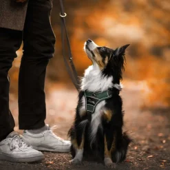 Hunter Divo hundesele L grøn/grå just mave 72-100 cm - Stabil kontrol og komfort