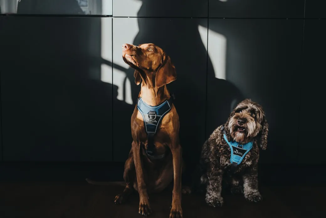 Hunter Divo hundesele L lyseblå/grå just mave 72-100 cm - Stabil kontrol og høj komfort