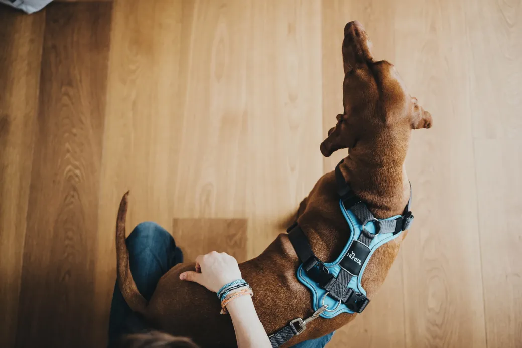 Hunter Divo hundesele L-XL lyseblå/grå just mave 79-107 cm - Sikker pasform og høj komfort