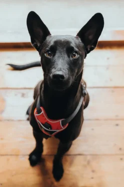Hunter Divo hundesele L-XL rød/grå just mave 79-107 cm - Ekstra stabilitet og komfort