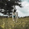 Hunter Divo hundesele M lyseblå/grå just mave 56-73 cm - Stabil pasform og aktiv komfort
