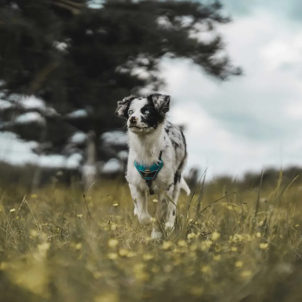 Hunter Divo hundesele M lyseblå/grå just mave 56-73 cm - Stabil pasform og aktiv komfort