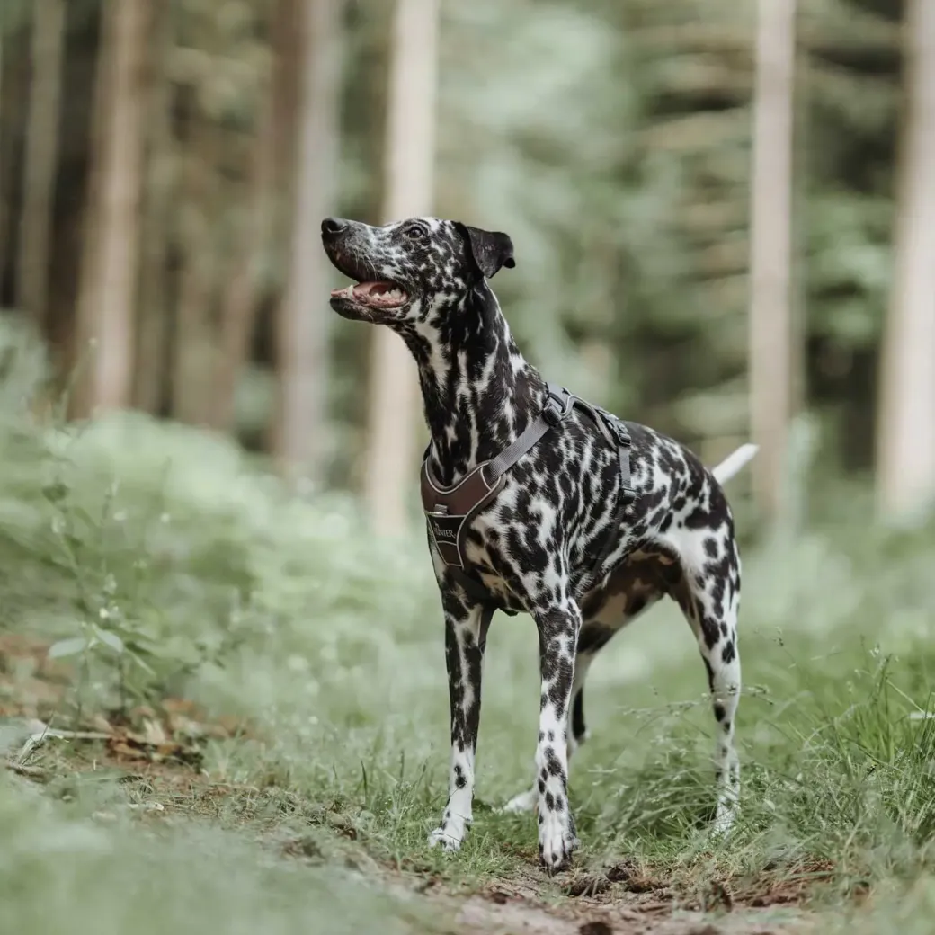 Hunter Divo hundesele S brun/grå just mave 45-56 cm - Samlet komfort og kontrol